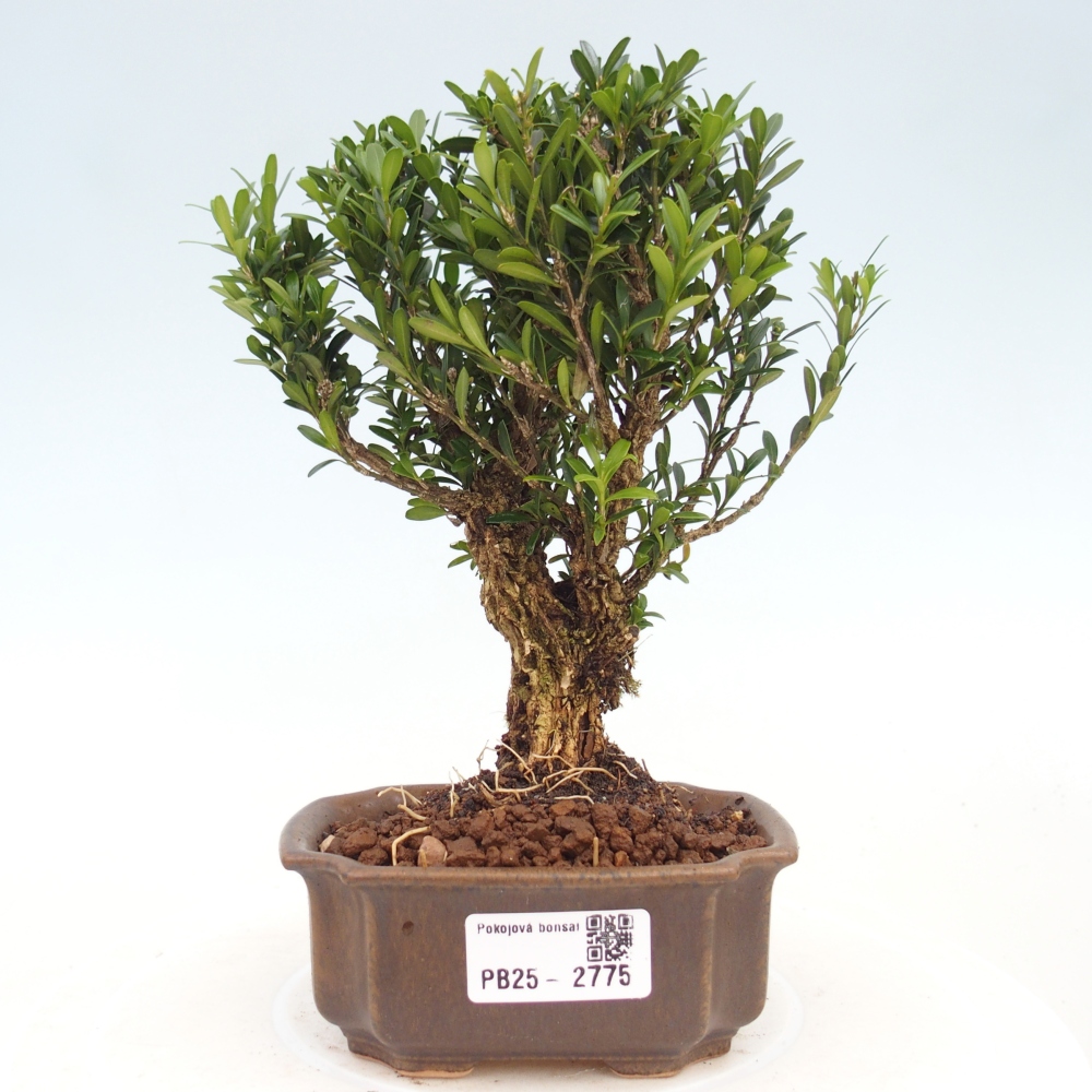 Room Bonsai - Buxus harlandii - Cork boxwood