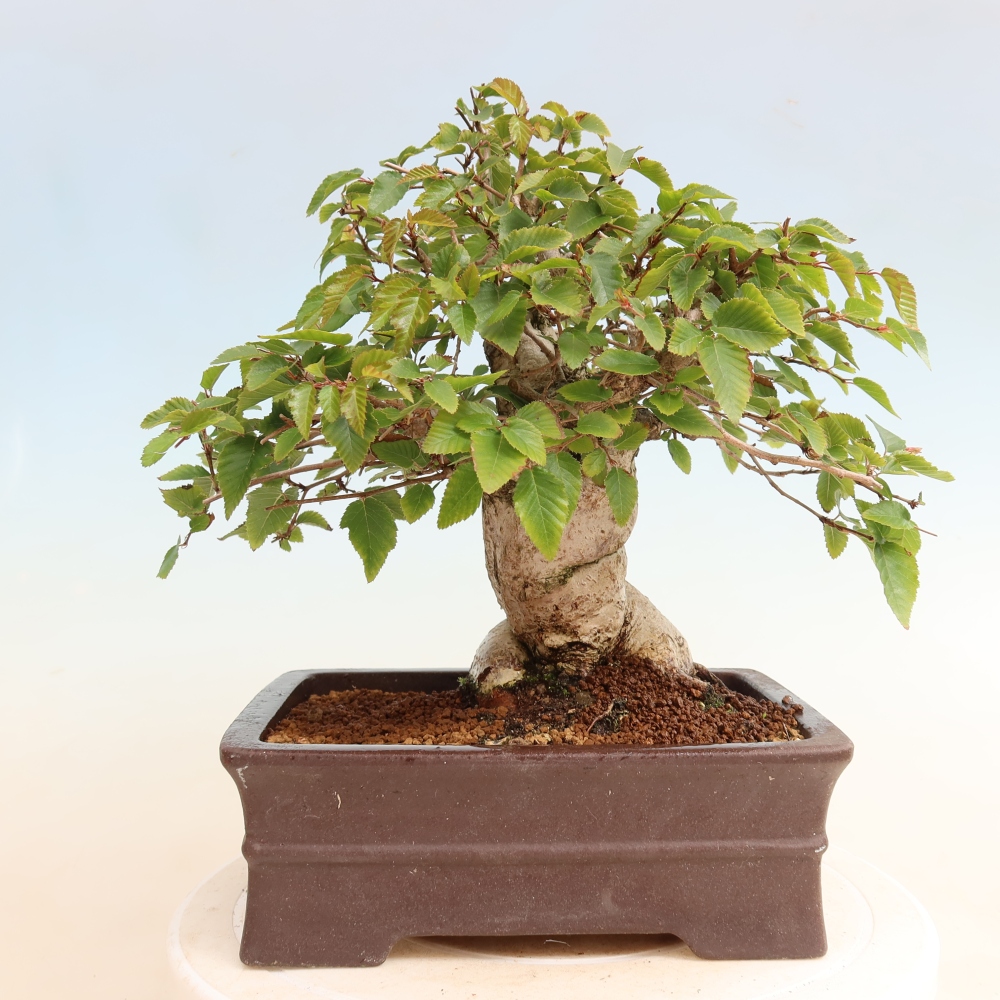 Outdoor bonsai -Carpinus CARPINOIDES - Korean Hornbeam