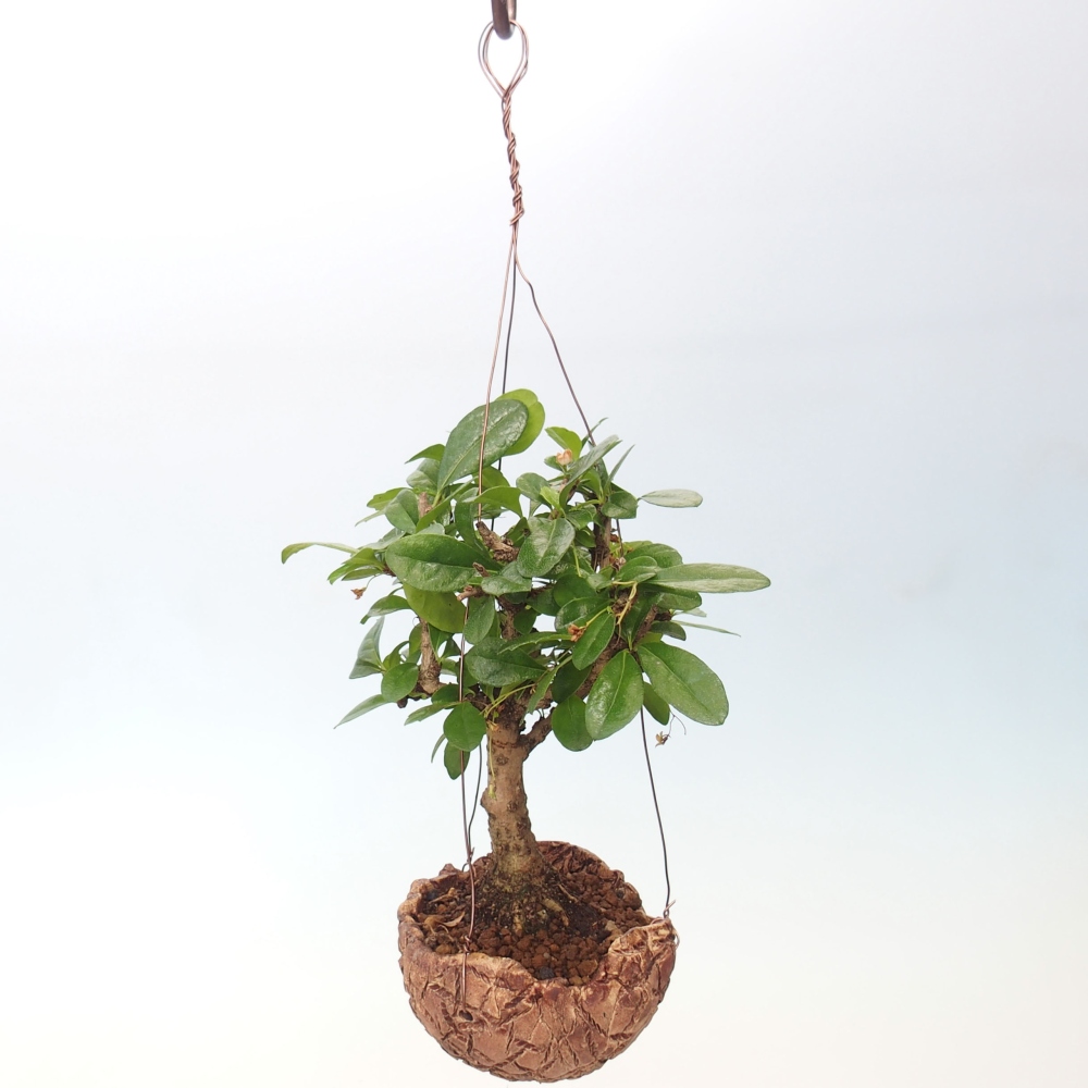 Kokedama in ceramics - Tea-fuki - Carmona macrophylla
