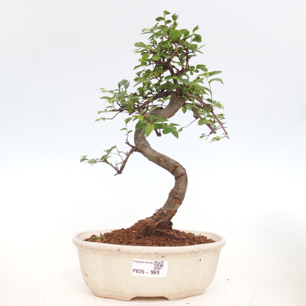 Room bonsai - Ulmus parvifolia - Small-leaved elm