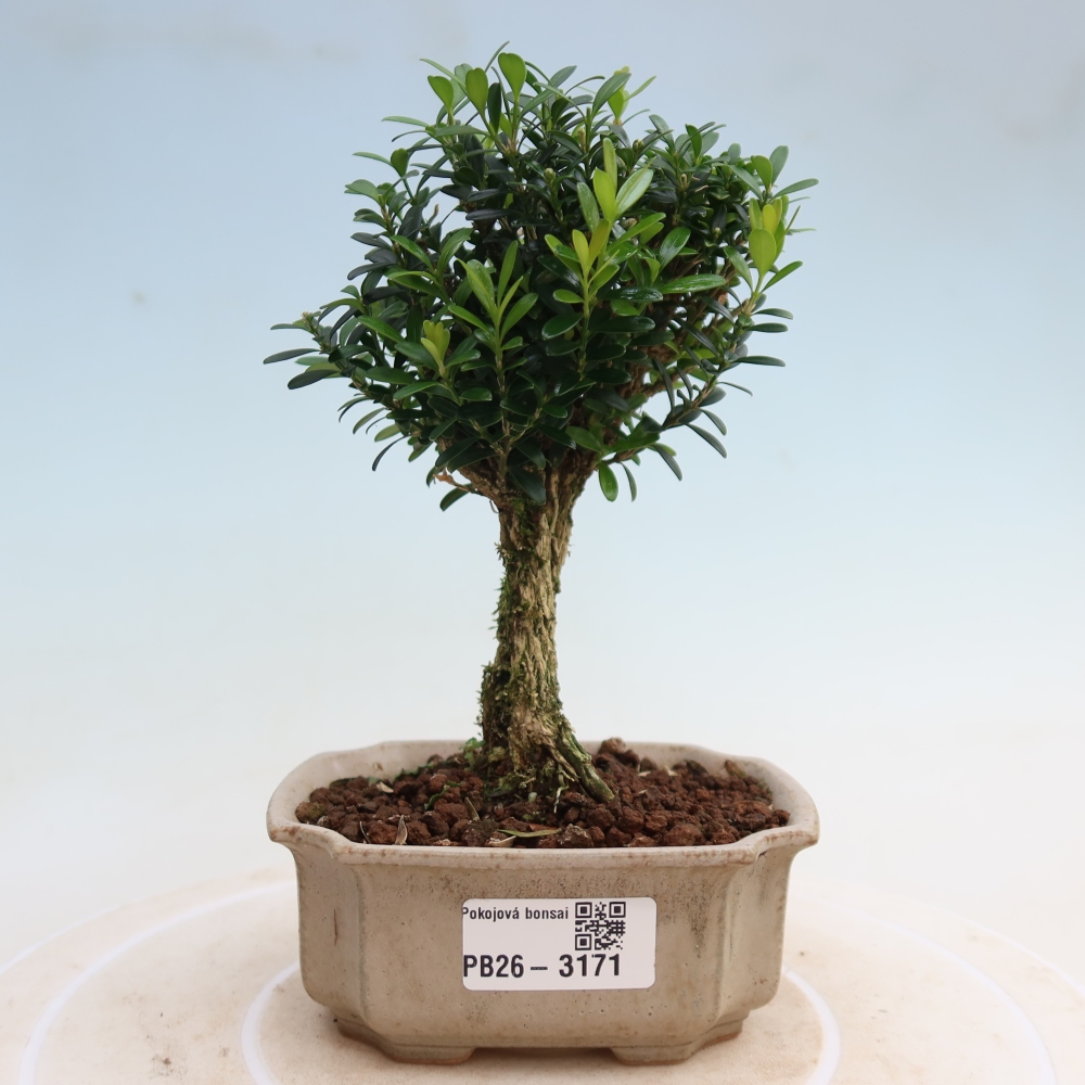 Room bonsai - Buxus harlandii - cork buxus