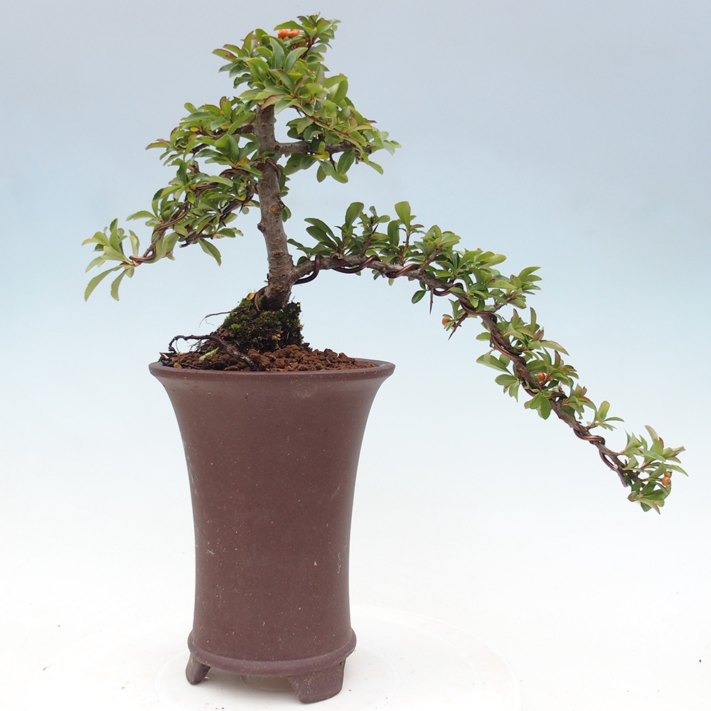 Outdoor bonsai-Pyracantha Teton -Hlox