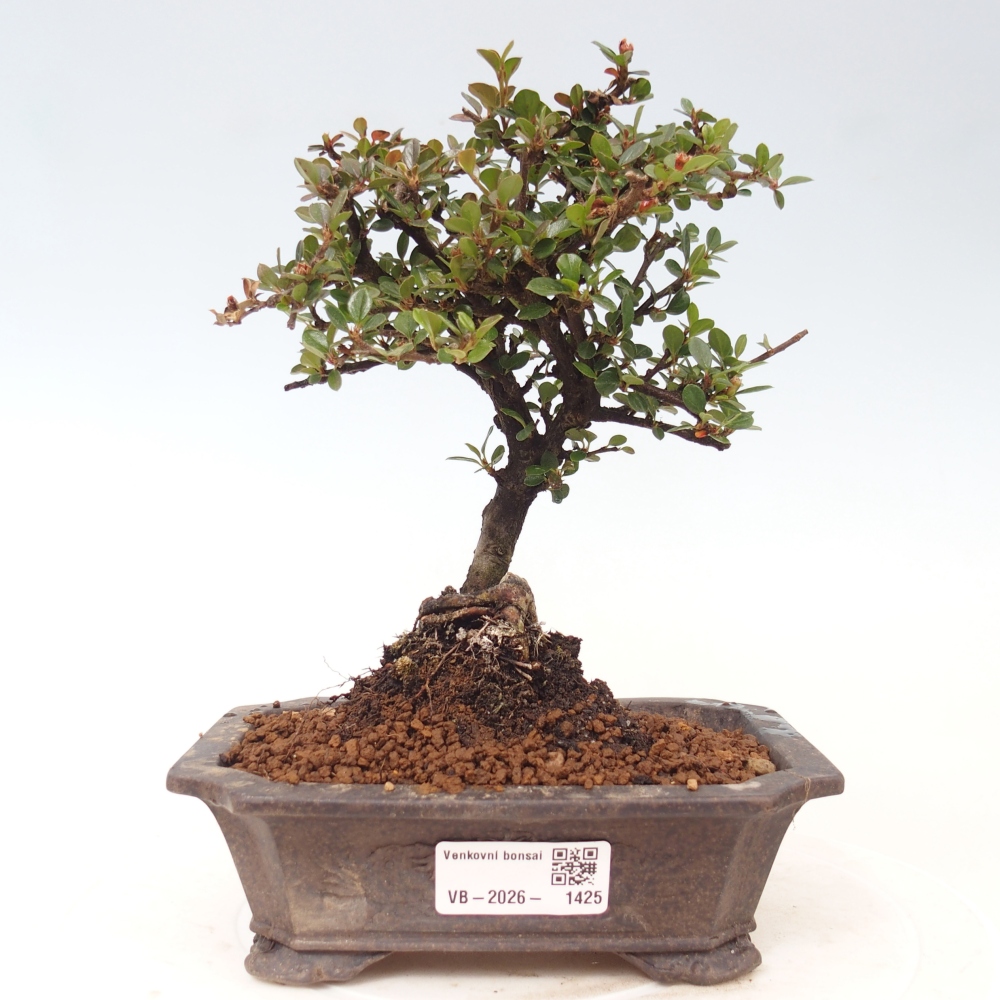 Outdoor bonsai - Cotoneaster horizontalis - Rocky Mountain