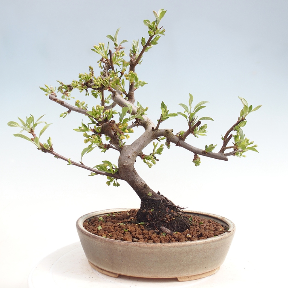 Outdoor bonsai - Malus sargentii - Small-fruited apple tree