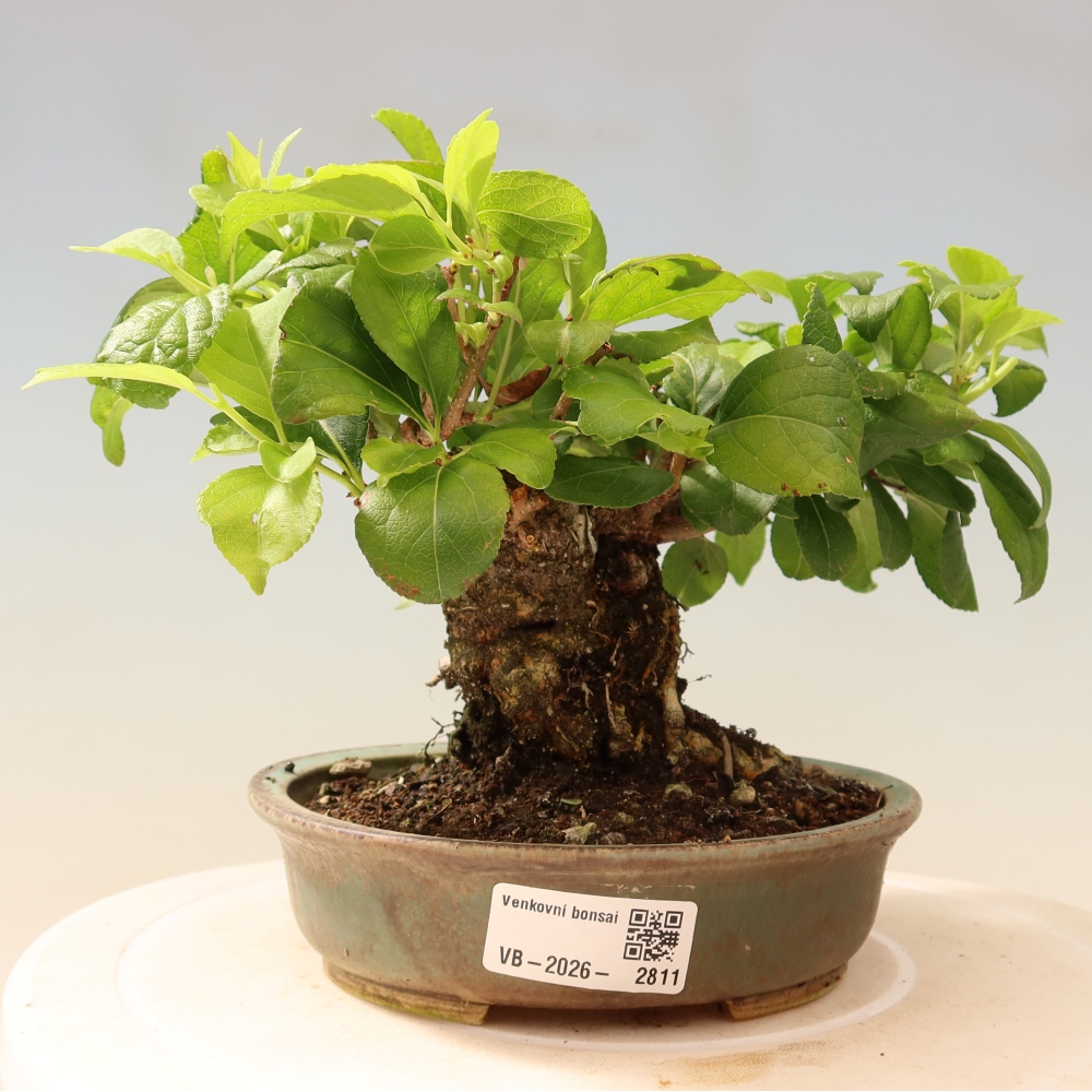Outdoor bonsai - Celastrus orbiculatus