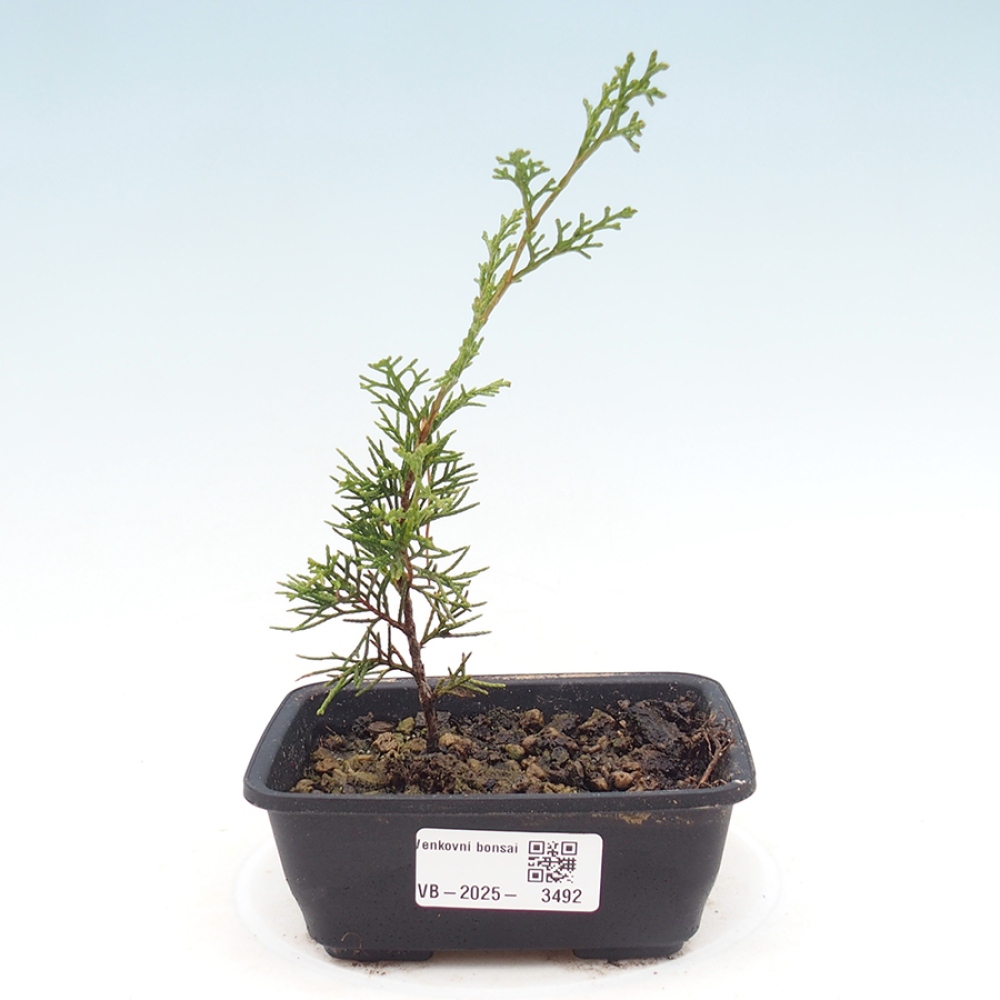Outdoor bonsai - Juniperus chinensis Itoigawa