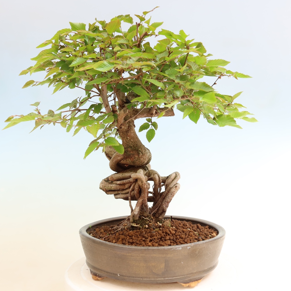 Outdoor bonsai -Carpinus coreana - Korean Hornbeam