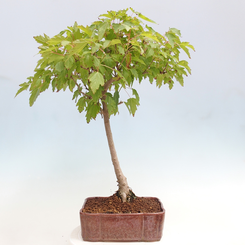Outdoor bonsai - Acer ginala - Fiery maple