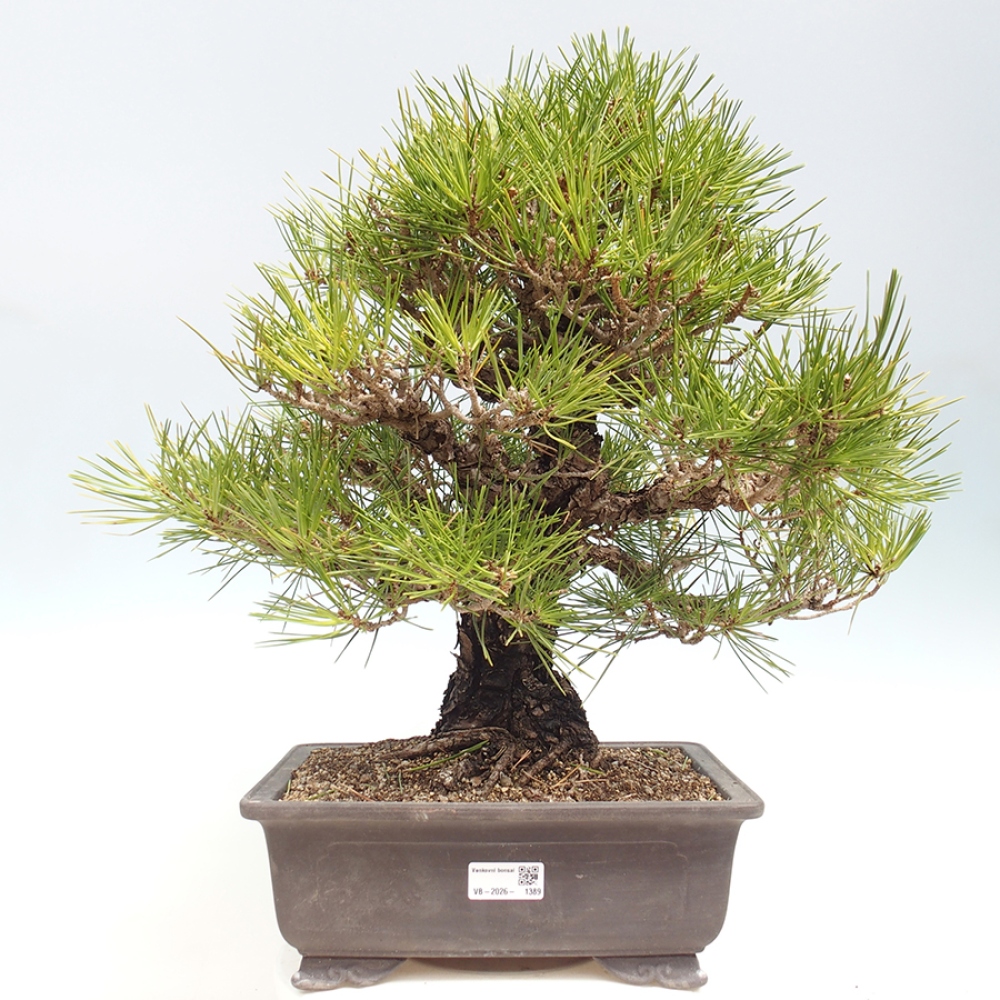 Outdoor bonsai - Pinus thunbergii - Thunberg pine