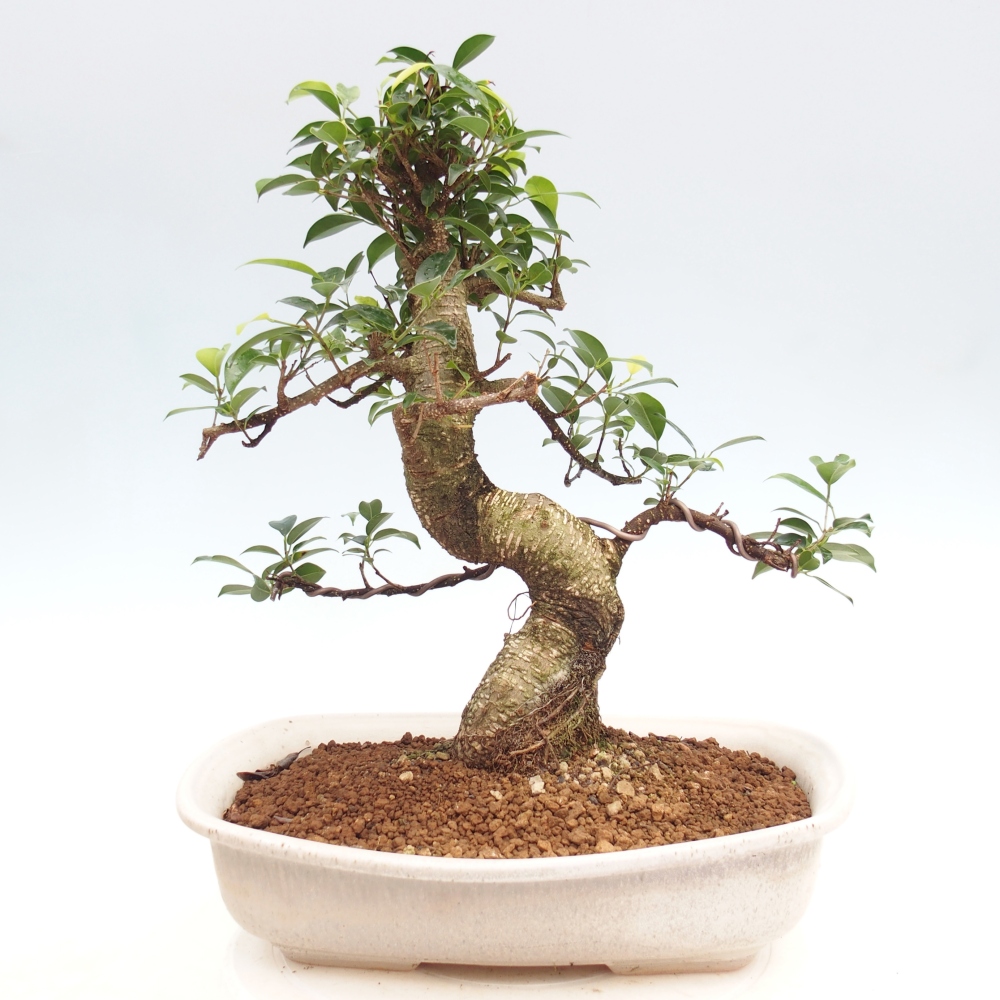 Room bonsai - Ficus kimmen - small-leaved ficus