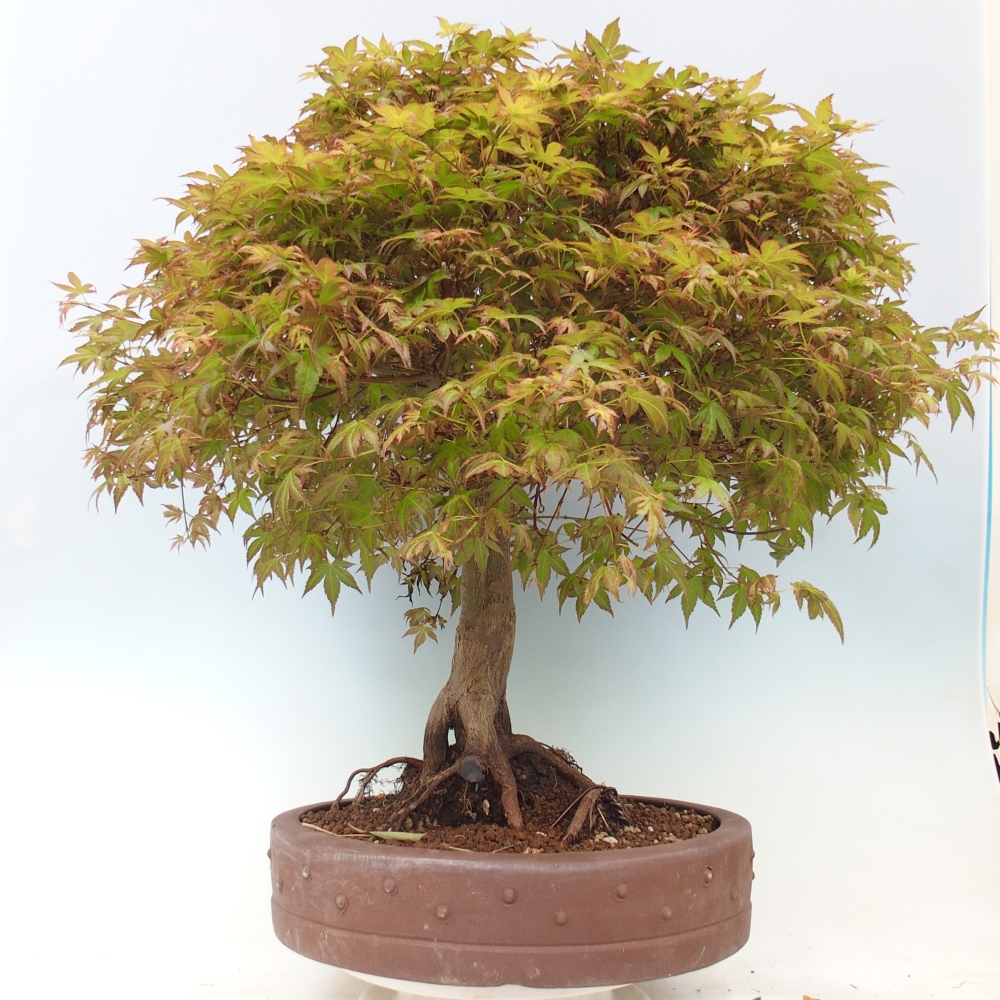 Norway maple - Acer palmatum Beni Tsukasa