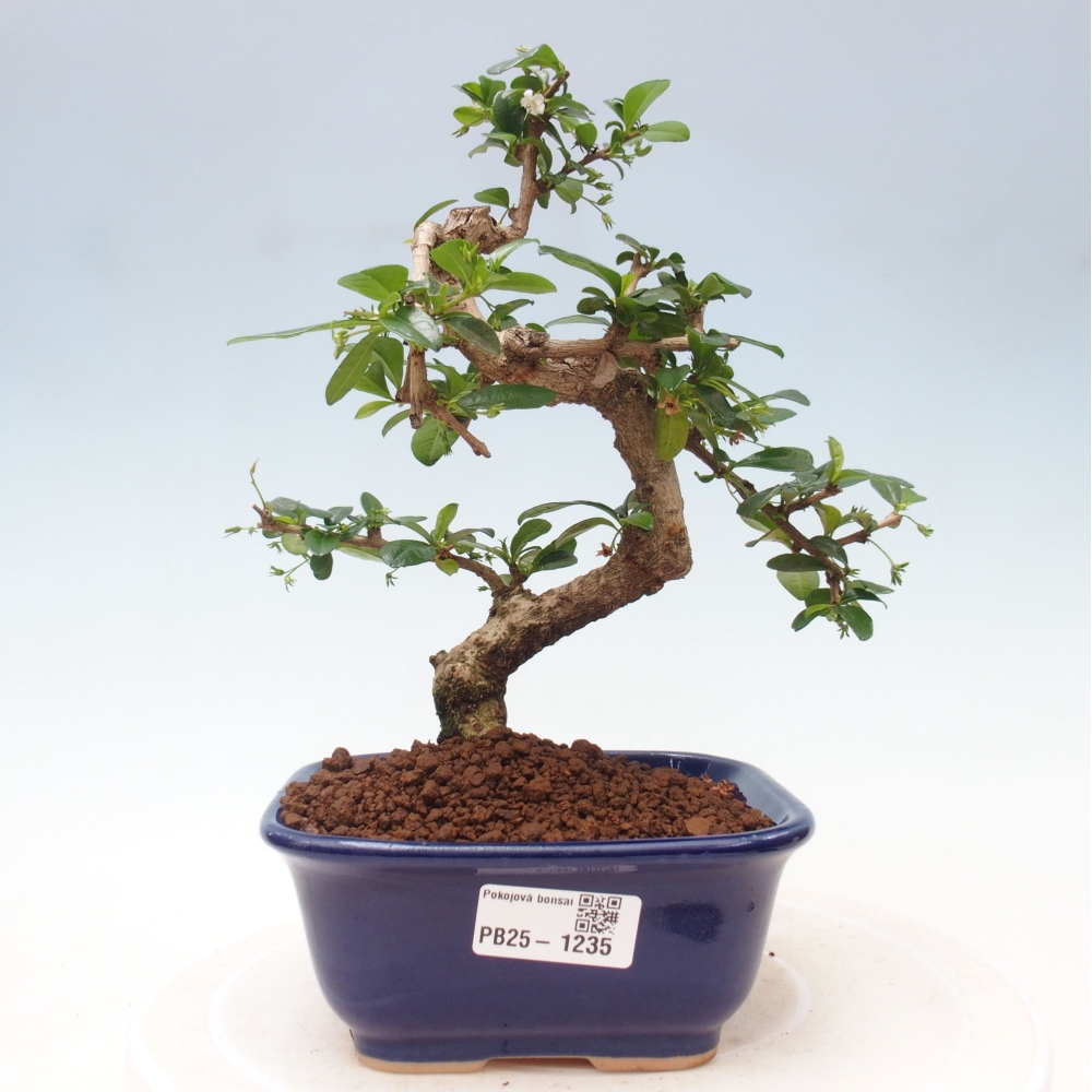 Indoor bonsai - Carmona macrophylla - Fuki tea