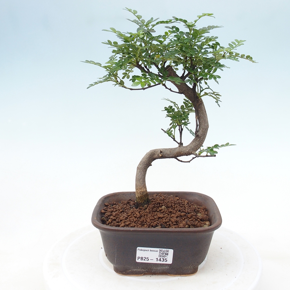 Indoor bonsai - Zantoxylum piperitum - Peppermint