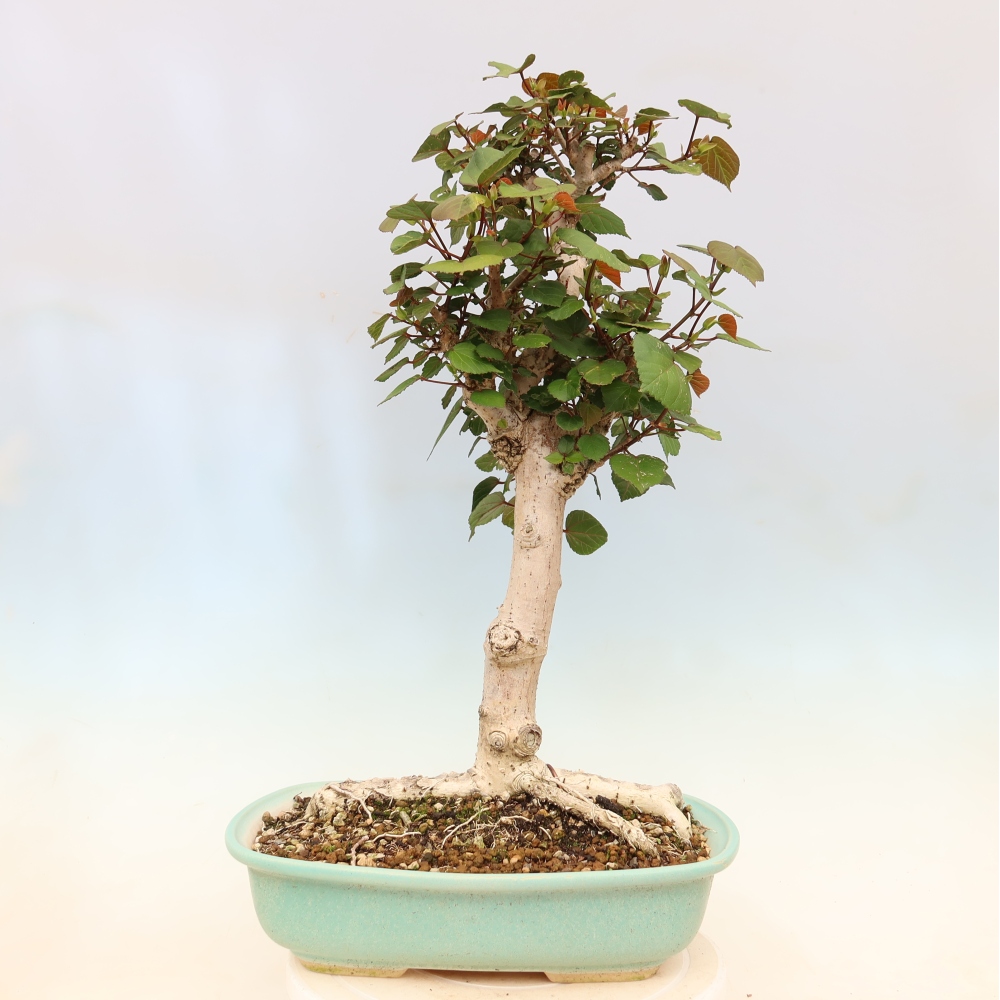 Indoor bonsai - Hibiscus tiliaceus - Sea Hibiscus