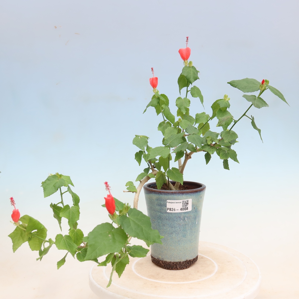 Indoor bonsai - Malvaviscus arboreus
