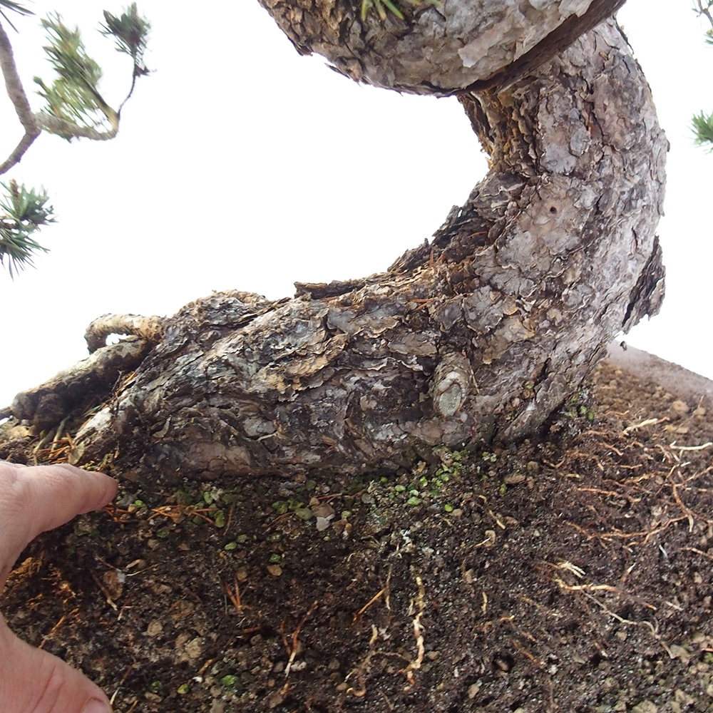 Yamadori - Pinus sylvestris Spain