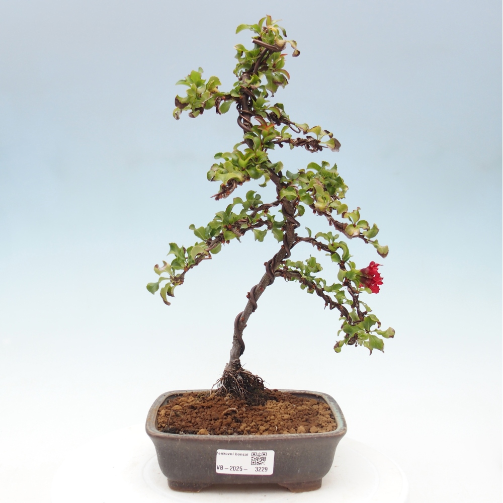 Outdoor bonsai - Chaenomeles with. Red Joy - Quince