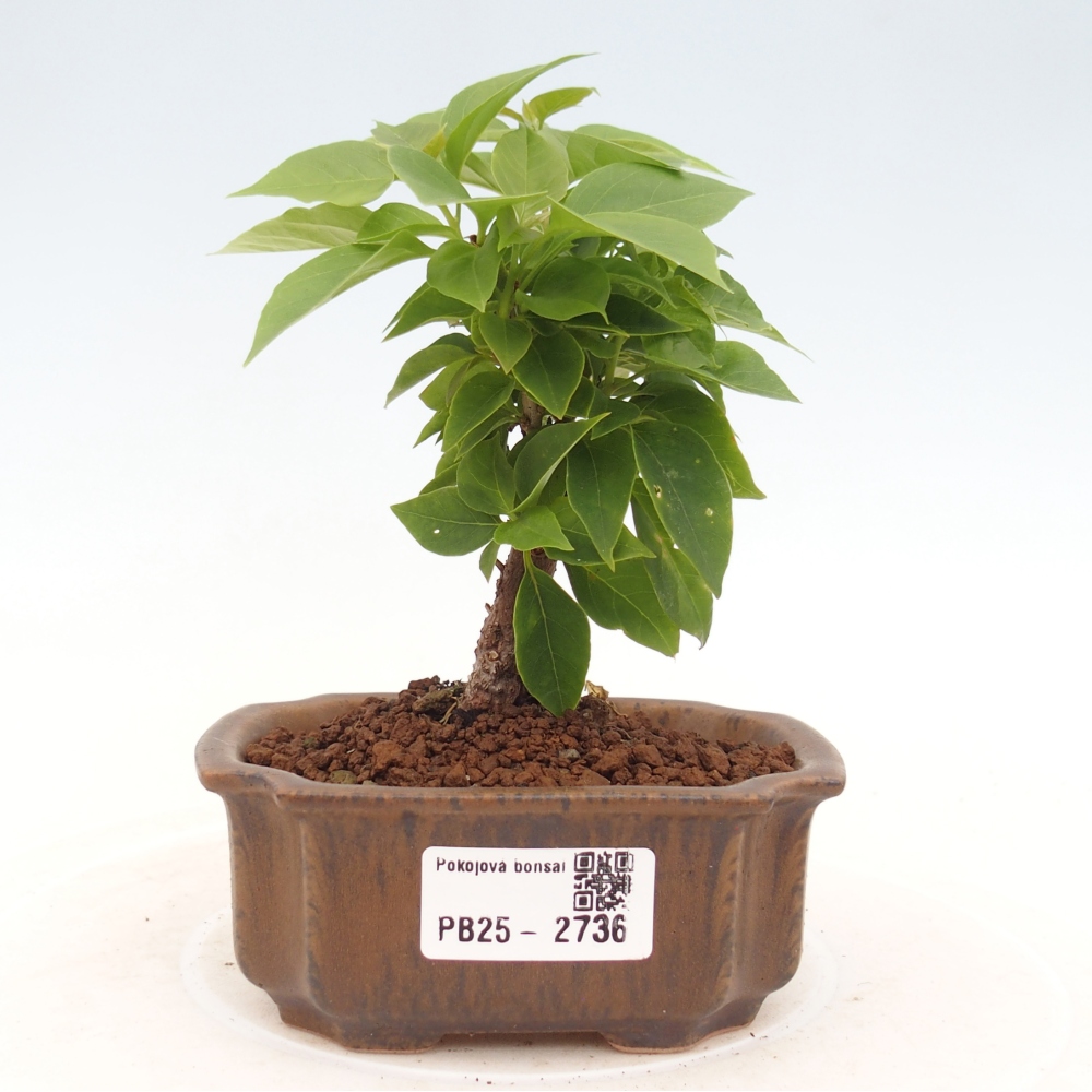 Indoor bonsai - Bouganwilea