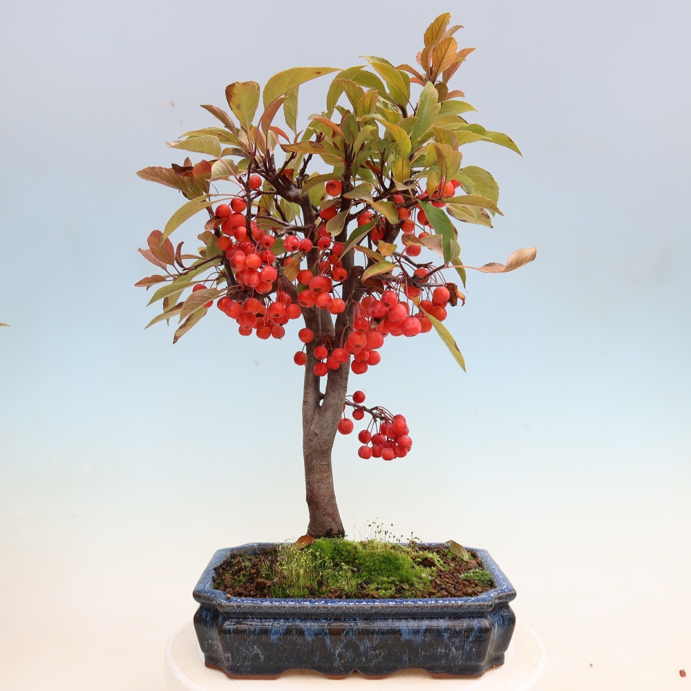 Outdoor bonsai -Malus domestica - Small-fruited red-leaved apple tree