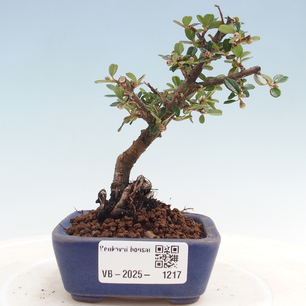 Outdoor bonsai - Cotoneaster horizontalis - Rock tree