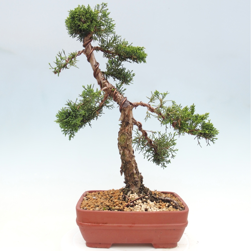 Outdoor bonsai - Juniperus chinensis Kishu