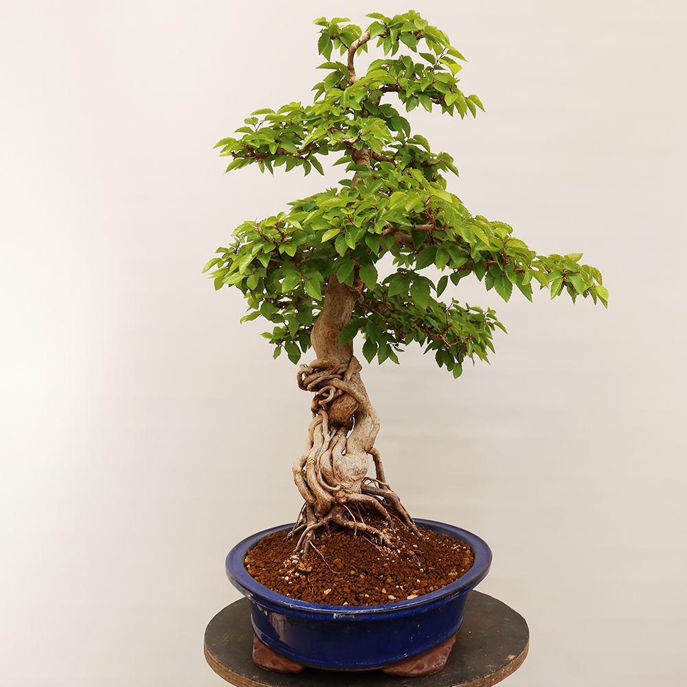 Outdoor bonsai - Carpinus Coreana - Korean hornbeam