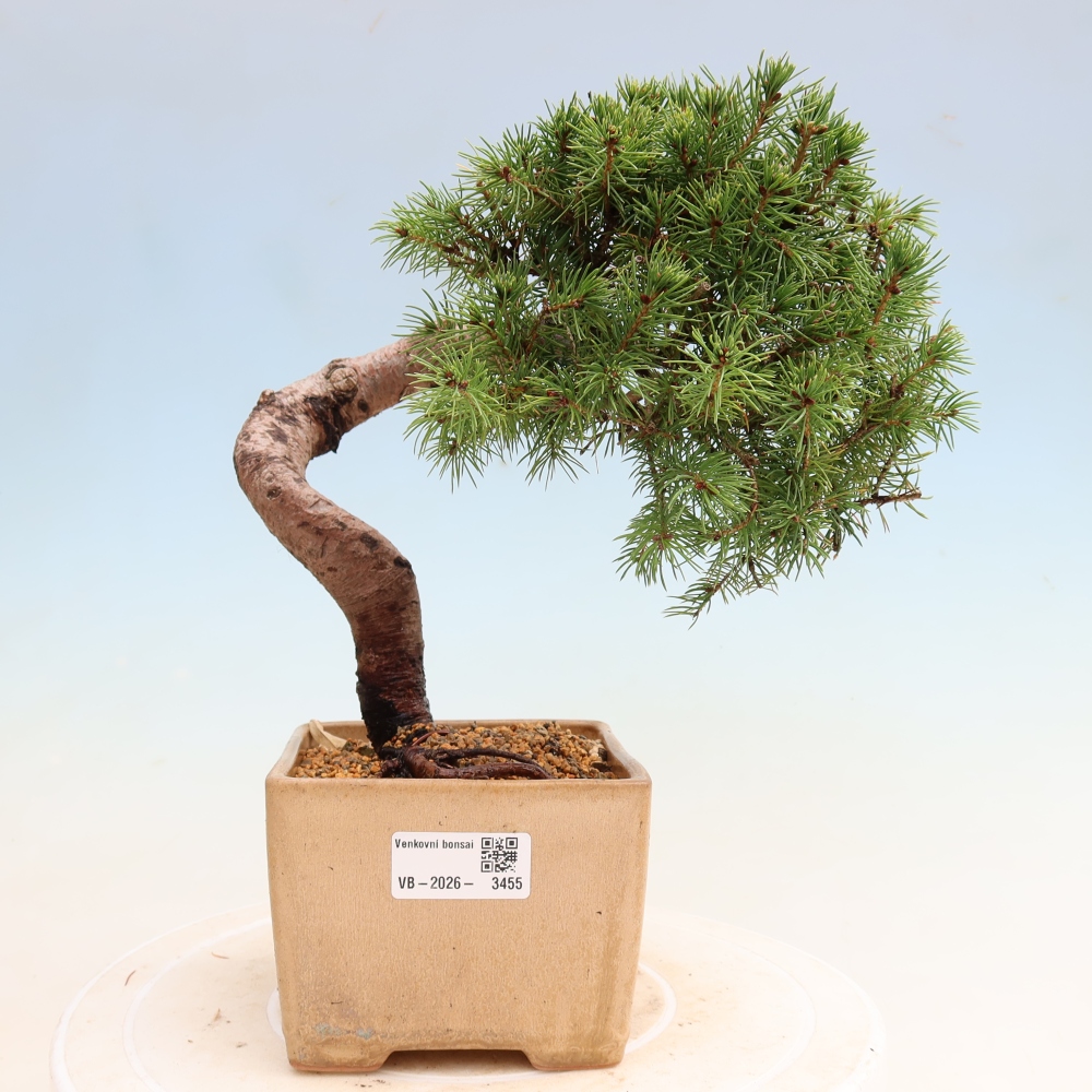 Outdoor Bonsai - Blue Spruce - Picea glauca 'Globe'