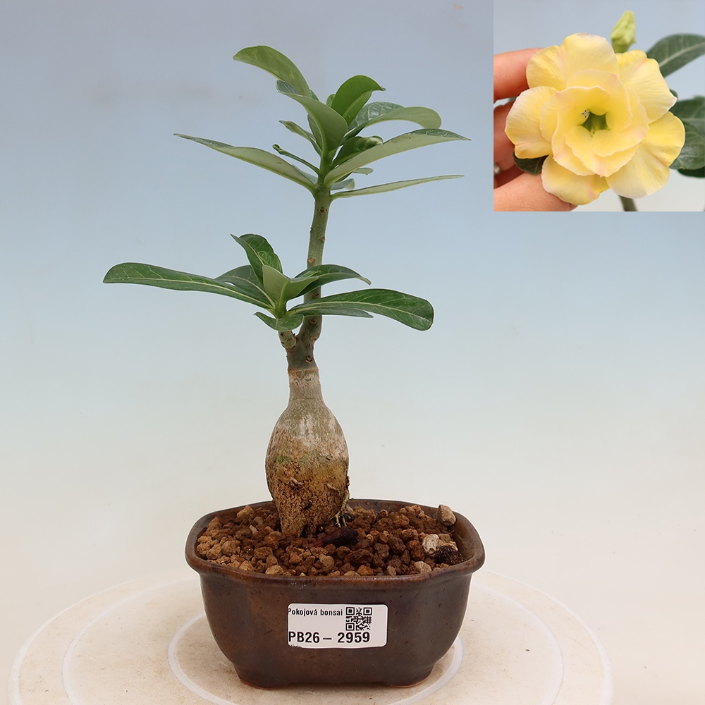Indoor Bonsai - Adenium obesum grafted onto Alonza  - Desert Rose