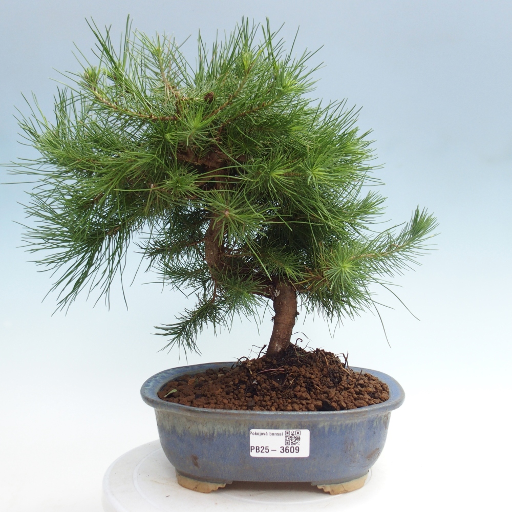 Room bonsai-Pinus halepensis-Pine of Aleppo