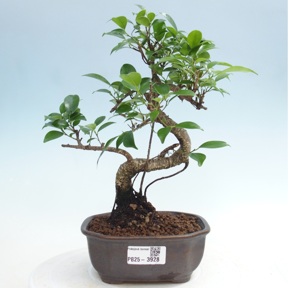 Room bonsai - Ficus retusa - small-leaved ficus