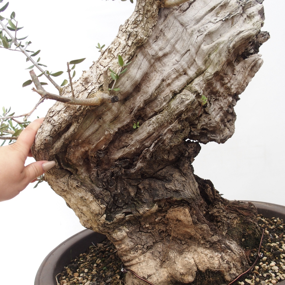 Indoor bonsai - Olea europaea sylvestris - European small-leaved olive oil