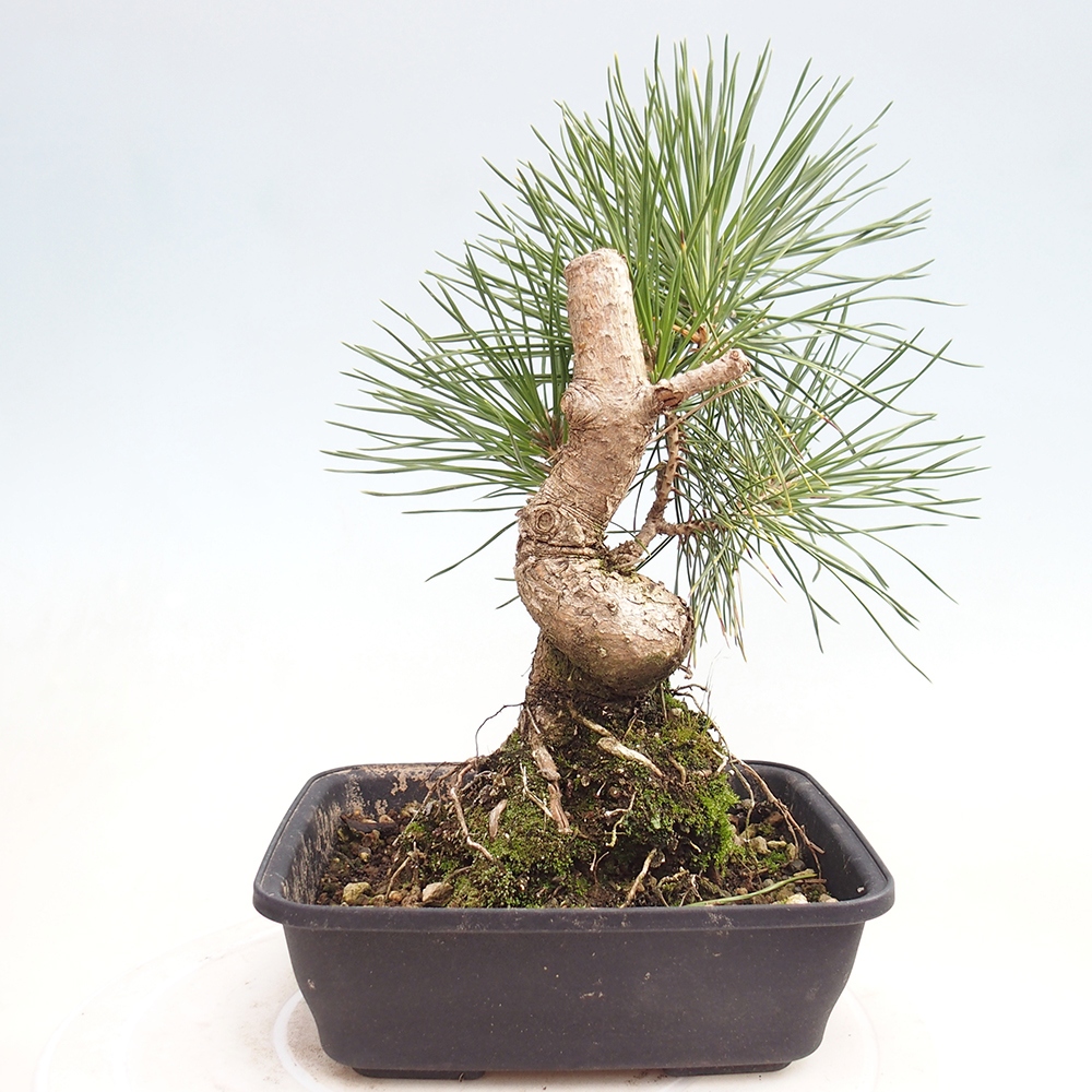 Outdoor bonsai - Pinus thunbergii - Thunberg pine