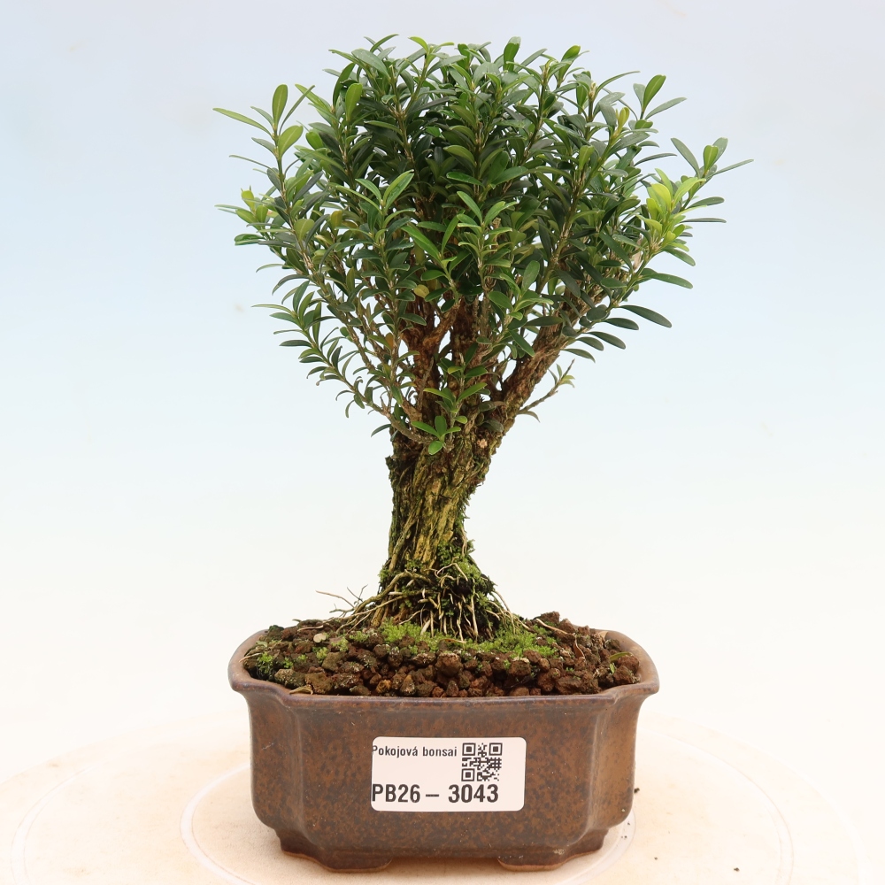 Room bonsai - Buxus harlandii - cork buxus