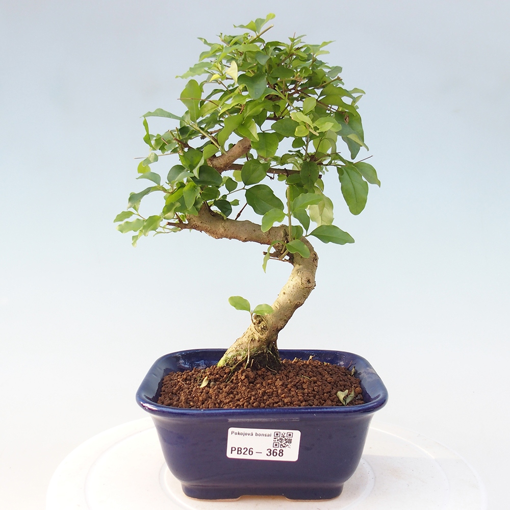 Room bonsai -Ligustrum chinensis - Birds Beak