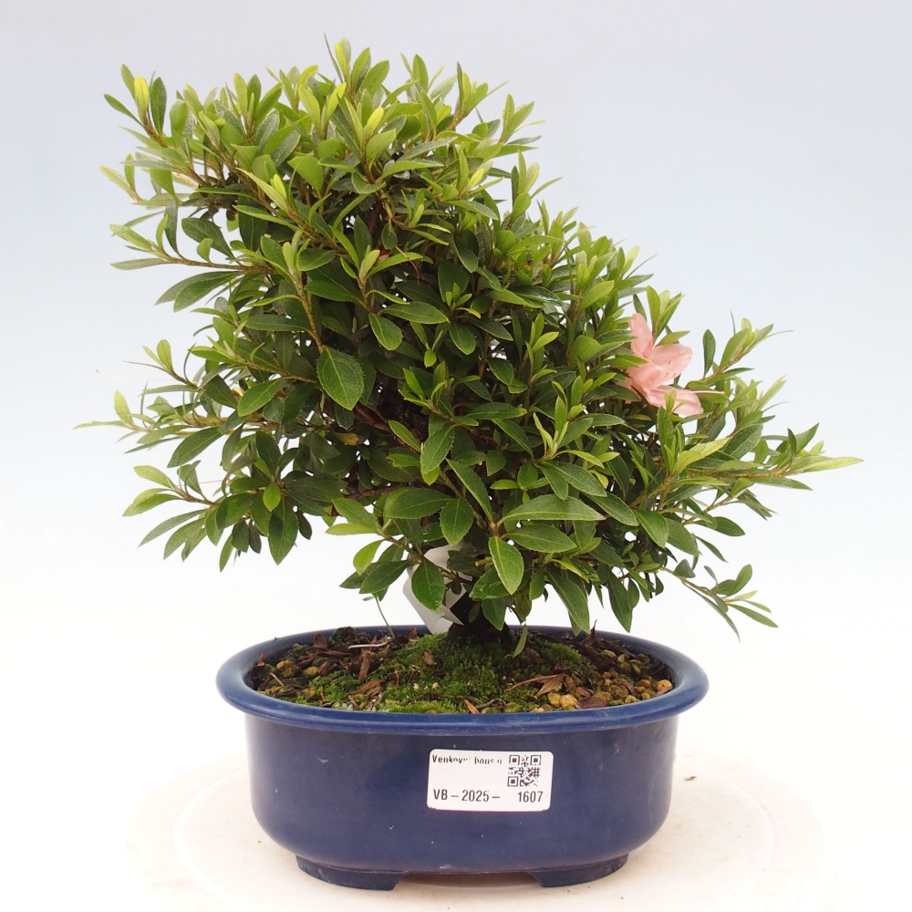 Outdoor bonsai - Japanese azalea - Azalea Nikko
