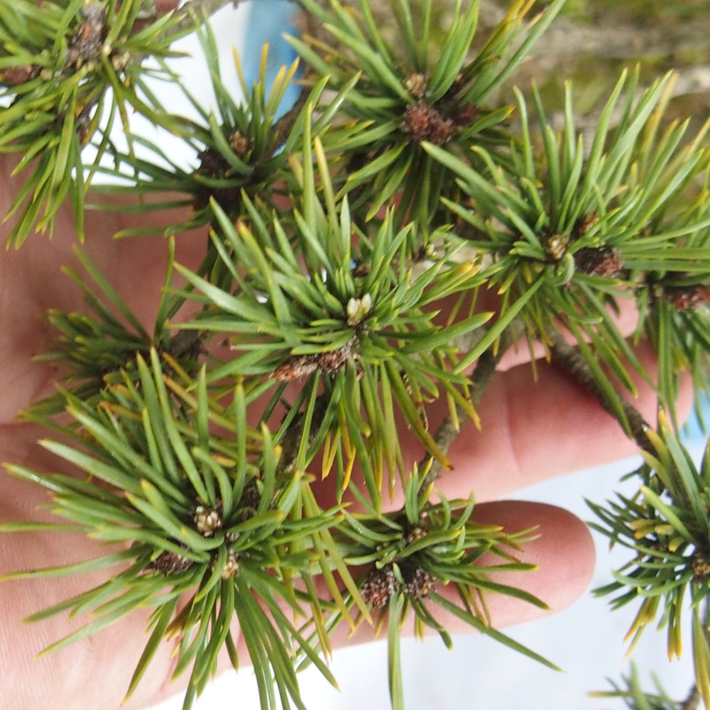 Yamadori - Pinus sylvestris 