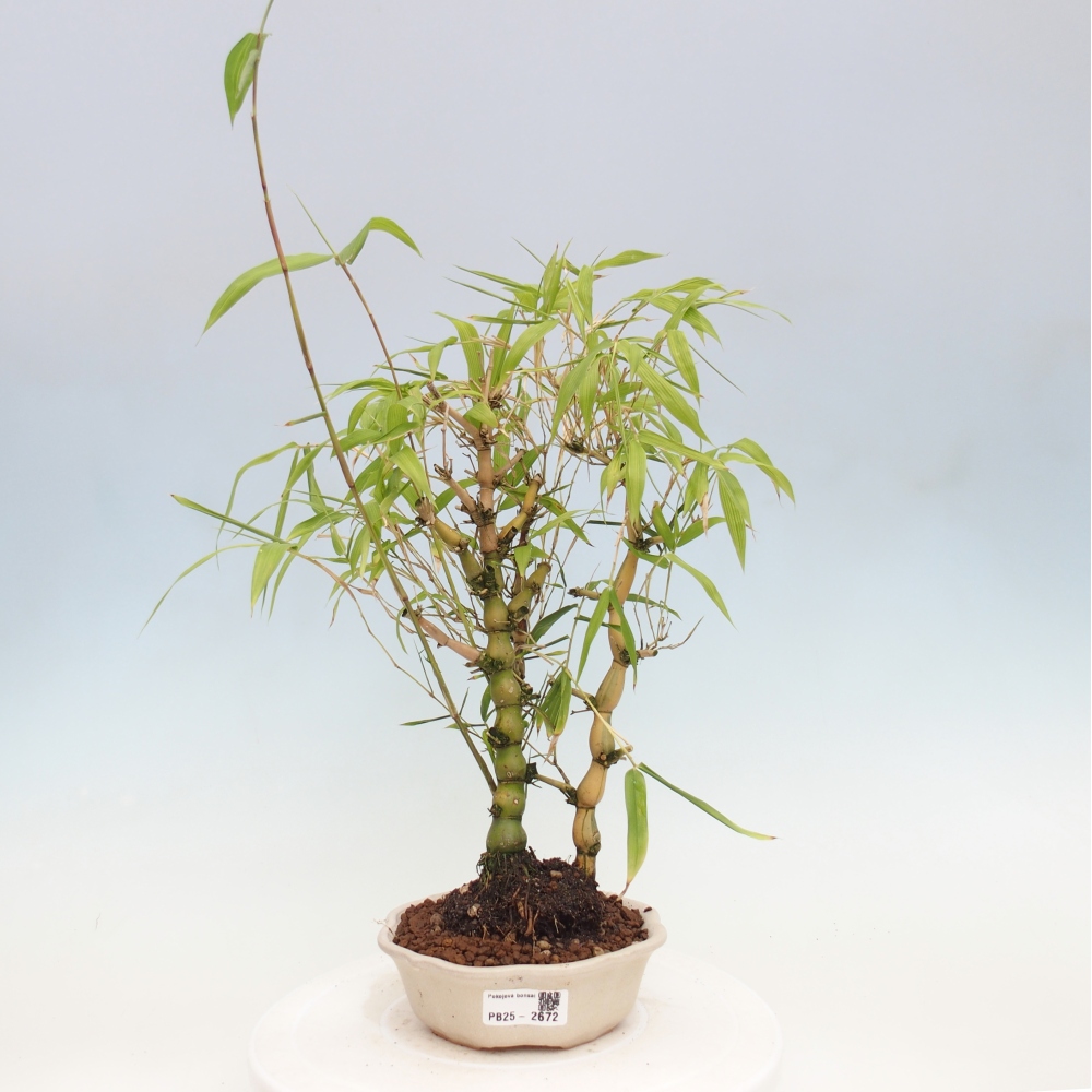 Indoor bonsai - Bamboo Buddha-Bamboo Buddha's belly