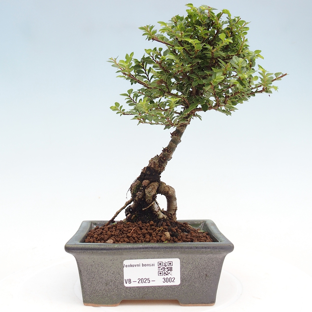 Outdoor bonsai - Ulmus parvifolia Sagei - Small-leaved elm