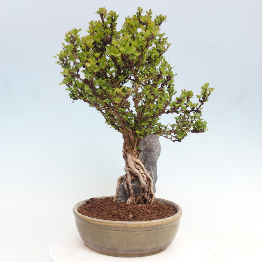 Outdoor bonsai - Berberis coreana