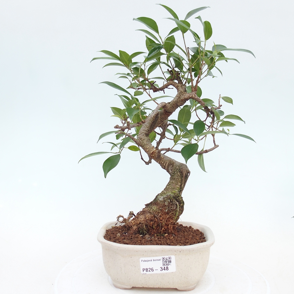 Room bonsai - Ficus retusa - small-leaved ficus