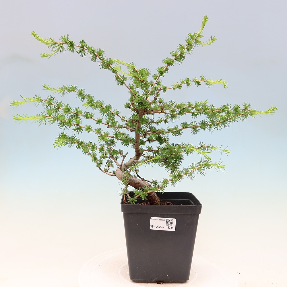 Outdoor bonsai -Larix decidua - Larch