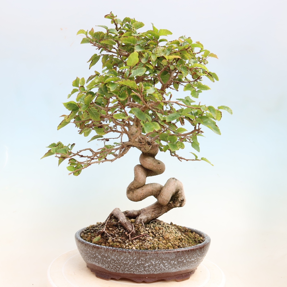Outdoor bonsai -Carpinus CARPINOIDES - Korean Hornbeam