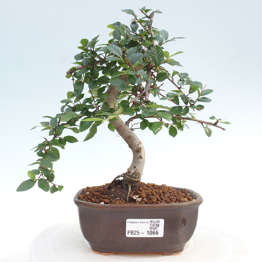 Room Malolistý elm bonsai