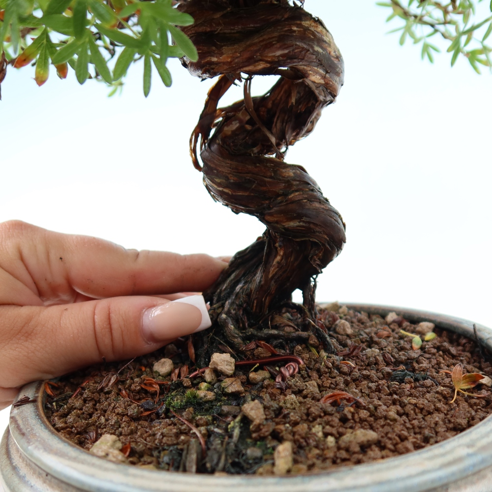 Outdoor bonsai - Potentila fruticosa
