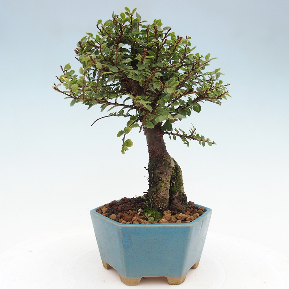 Outdoor bonsai - Ulmus parvifolia Hokkaido - Chinese elm