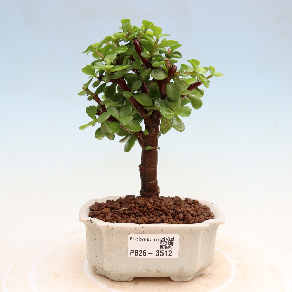 Room bonsai - Portulakaria Afra - Tlustice
