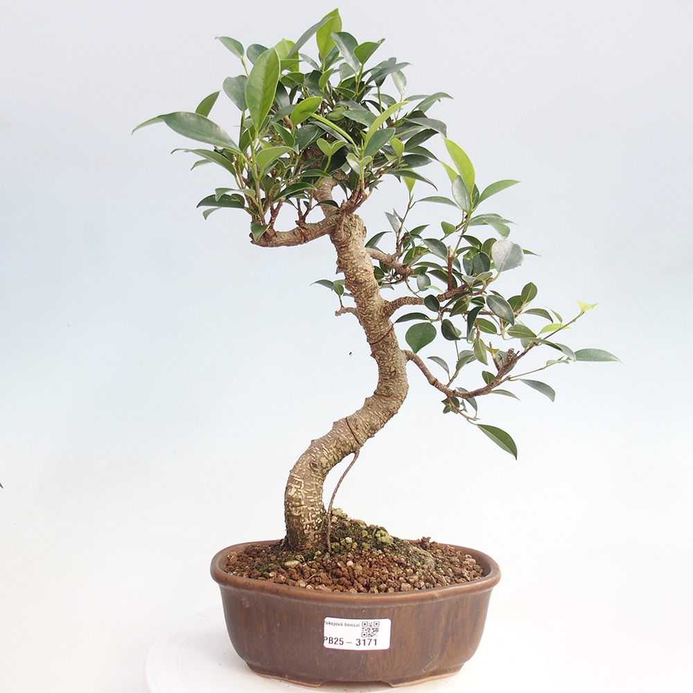 Indoor bonsai - Ficus retusa - small ficus