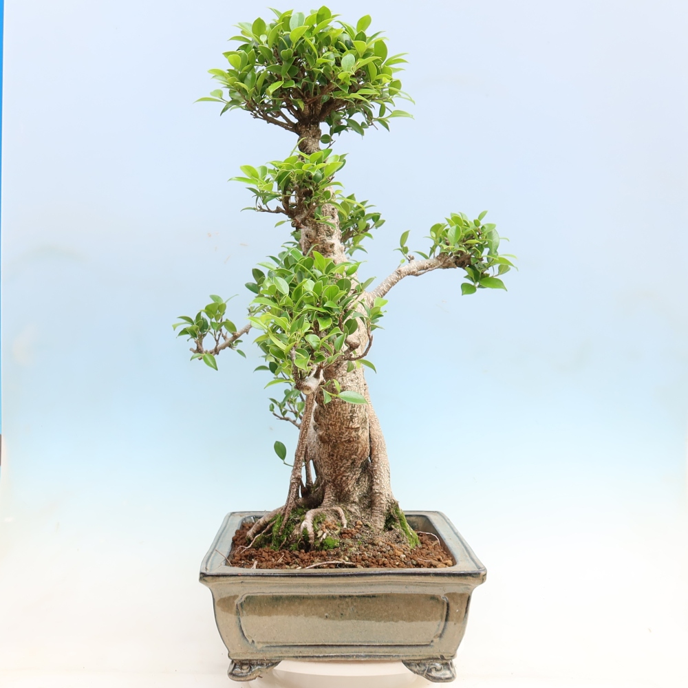 Room bonsai - Ficus kimmen - small-leaved ficus