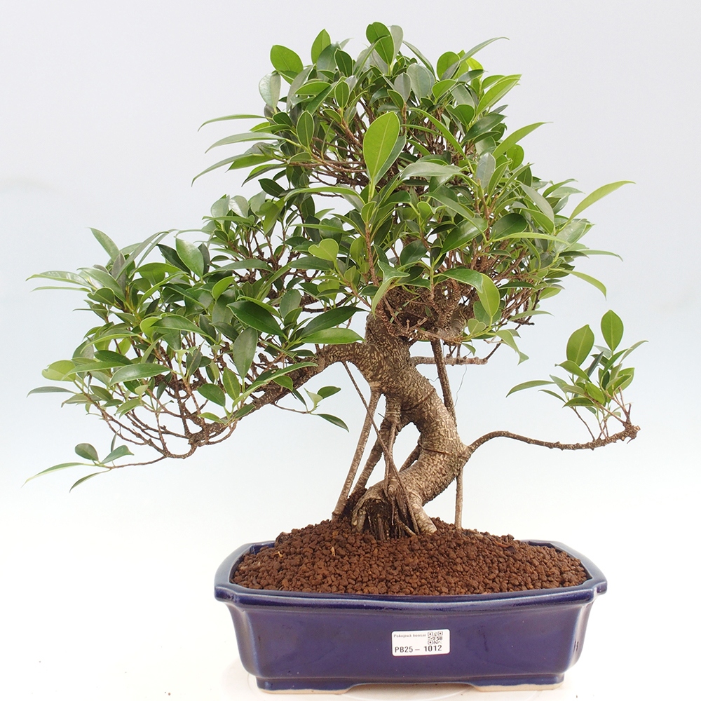 Indoor bonsai - Ficus kimmen - small-leaved ficus