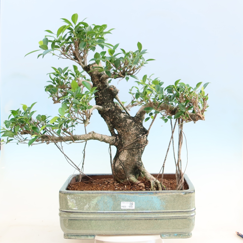Room bonsai - Ficus kimmen - small-leaved ficus
